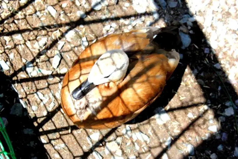 Выбор и доработка охотничьих чучел: Sport Plast и Greenhead Gear