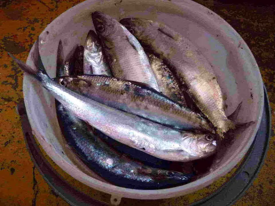 Морская рыбалка: специфика ловли на Черном и Баренцевом морях