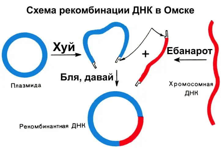 Здоровый образ жизни и долголетие: физиология, режим труда и критический анализ…