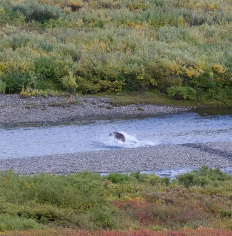 Экспедиция по Корякскому нагорью: маршрут Чукотка — Камчатка, плотность медведей и…