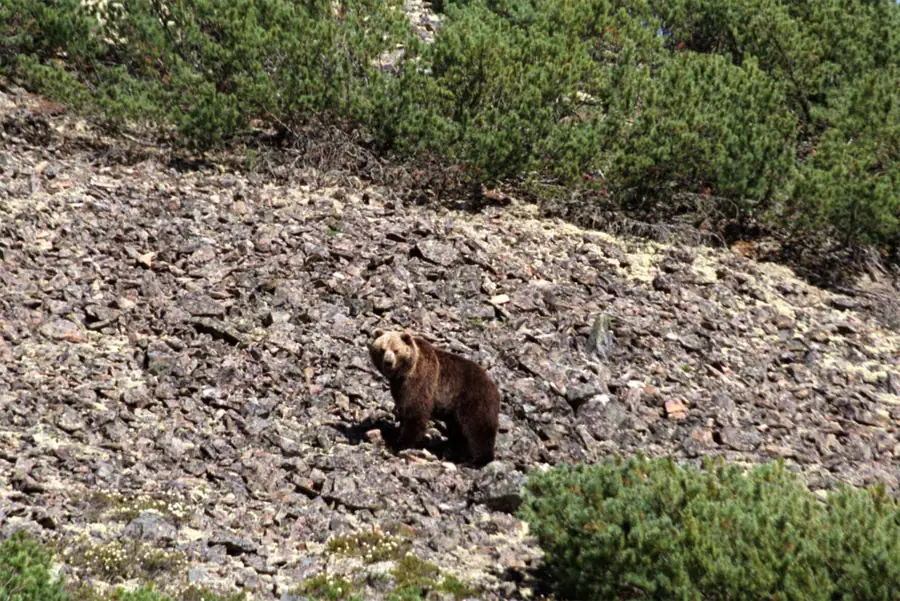 Экспедиция по Корякскому нагорью: маршрут Чукотка — Камчатка, плотность медведей и…