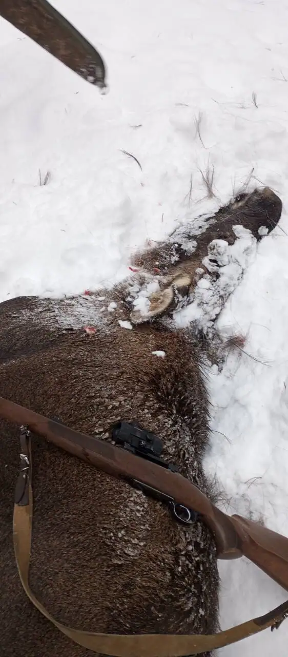 Охота в хозяйстве «Поветлужье» (Нижегородская область): виды дичи, расценки и условия