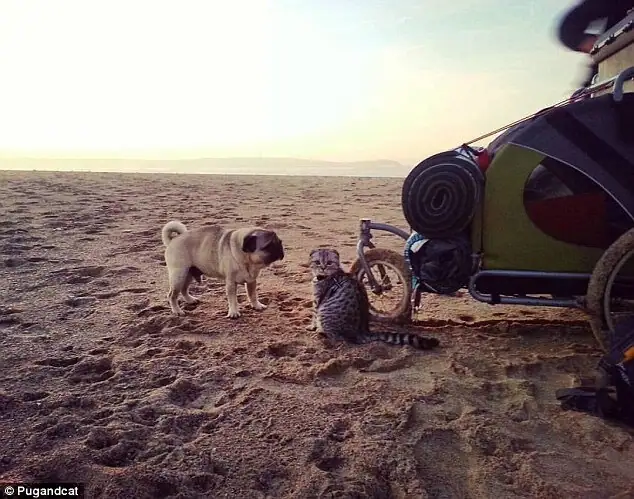 Использование беговых детских колясок в туризме и транспортировке грузов
