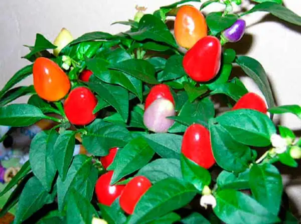 Огород на подоконнике и балконе: выбор культур, выгонка зелени и микроклимат в квартире