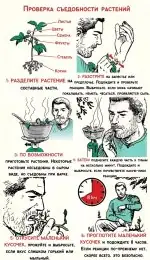 Определение грибов и дикорастущих растений: идентификация, риски и полевые тесты