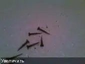 Методы таежного самообеспечения: ремесло, строительство зимовья, охота и быт
