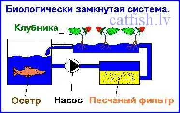 Создание замкнутых биологических систем, аквапоника и автономное жизнеобеспечение