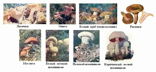 Изучаем грибы: правила сбора, опознание видов, кулинарная обработка и выращивание
