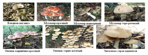 Изучаем грибы: правила сбора, опознание видов, кулинарная обработка и выращивание