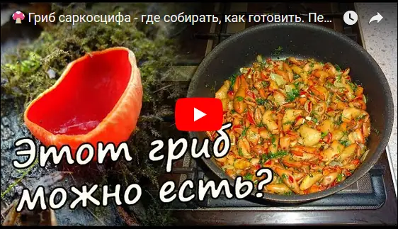 Изучаем грибы: правила сбора, опознание видов, кулинарная обработка и выращивание