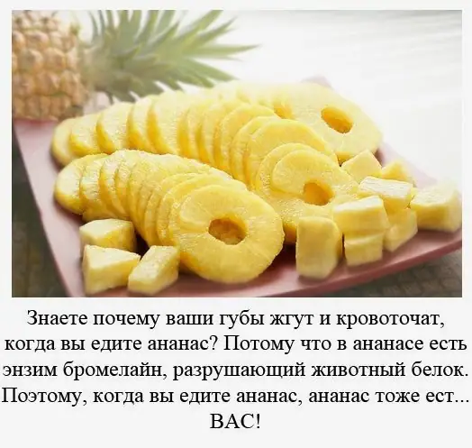 Всеядность против вегетарианства: анатомические предпосылки, влияние климата и шансы на…