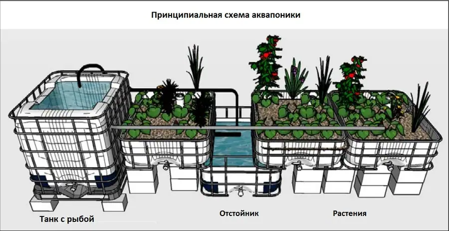 Аквапоника: принципы работы, расчет замкнутой системы и обогрев теплицы